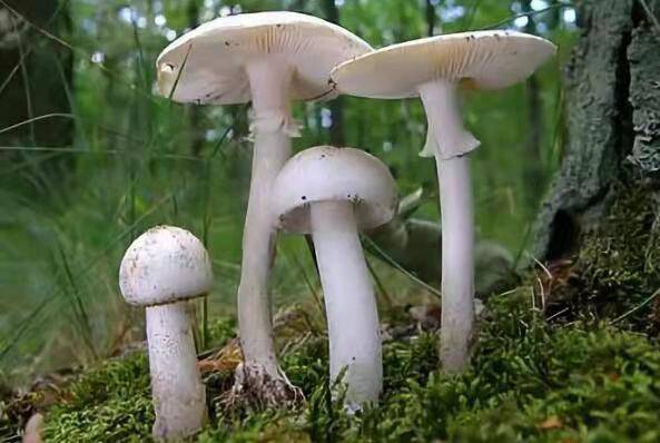 中国十大毒蘑菇(这第一种蘑菇致死率达95%)插图