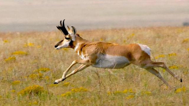 世界上十大速度最快的动物(世界跑最快的动物)插图14