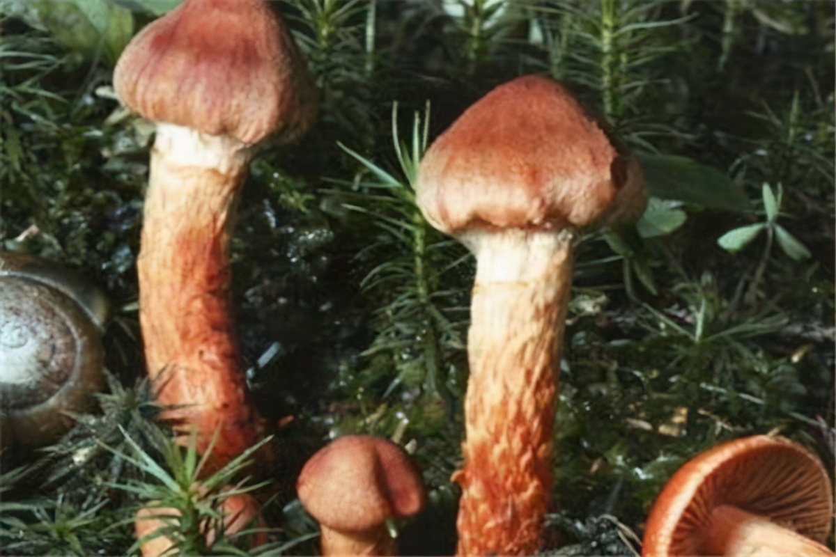 世界上最毒的蘑菇排名(最漂亮致命的十种可怕毒蘑菇)插图7