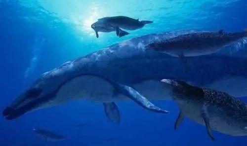 远古传说十大巨鲨排行(世界上十大巨鲨)插图2