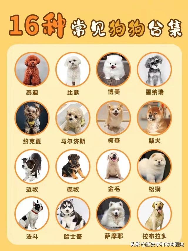 世界十大宠物狗品种对比(狗品种大全小型狗)插图