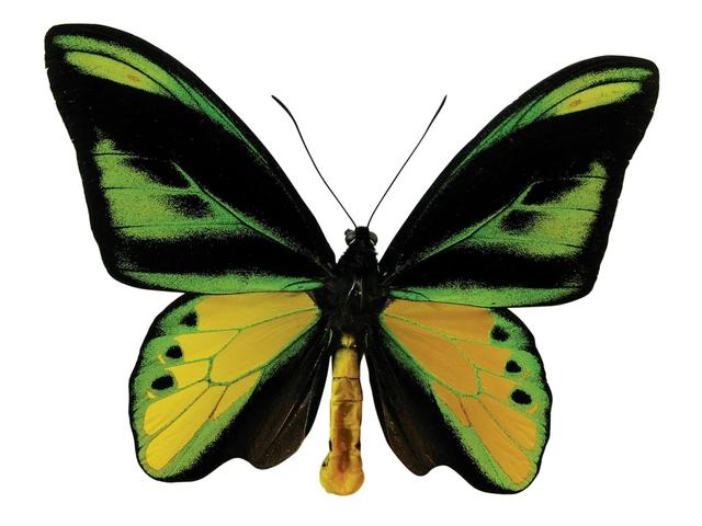 世界上最大的蝴蝶叫什么名字(十大毒蝴蝶)插图2