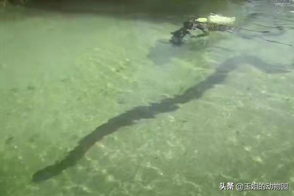 世界十大最大的蛇(四川50米长巨蛇之谜)插图1