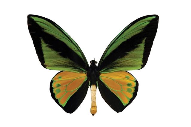 世界上最大的蝴蝶叫什么名字(十大毒蝴蝶)插图8