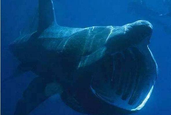 世界十大最大的鲨鱼(地球上10大最庞大的鲨鱼)插图4