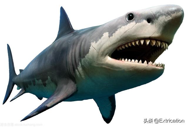十大体积最大的鲨鱼(北京海洋馆最大鲨鱼)插图9