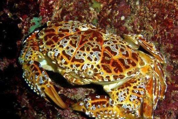 世界十大最毒的螃蟹，毒蟹最强的10种螃蟹(附2023年最新排行榜前十名单)