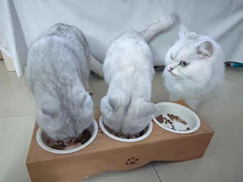 十大放心猫粮国产排行榜(中国十大最好猫粮品牌)插图2