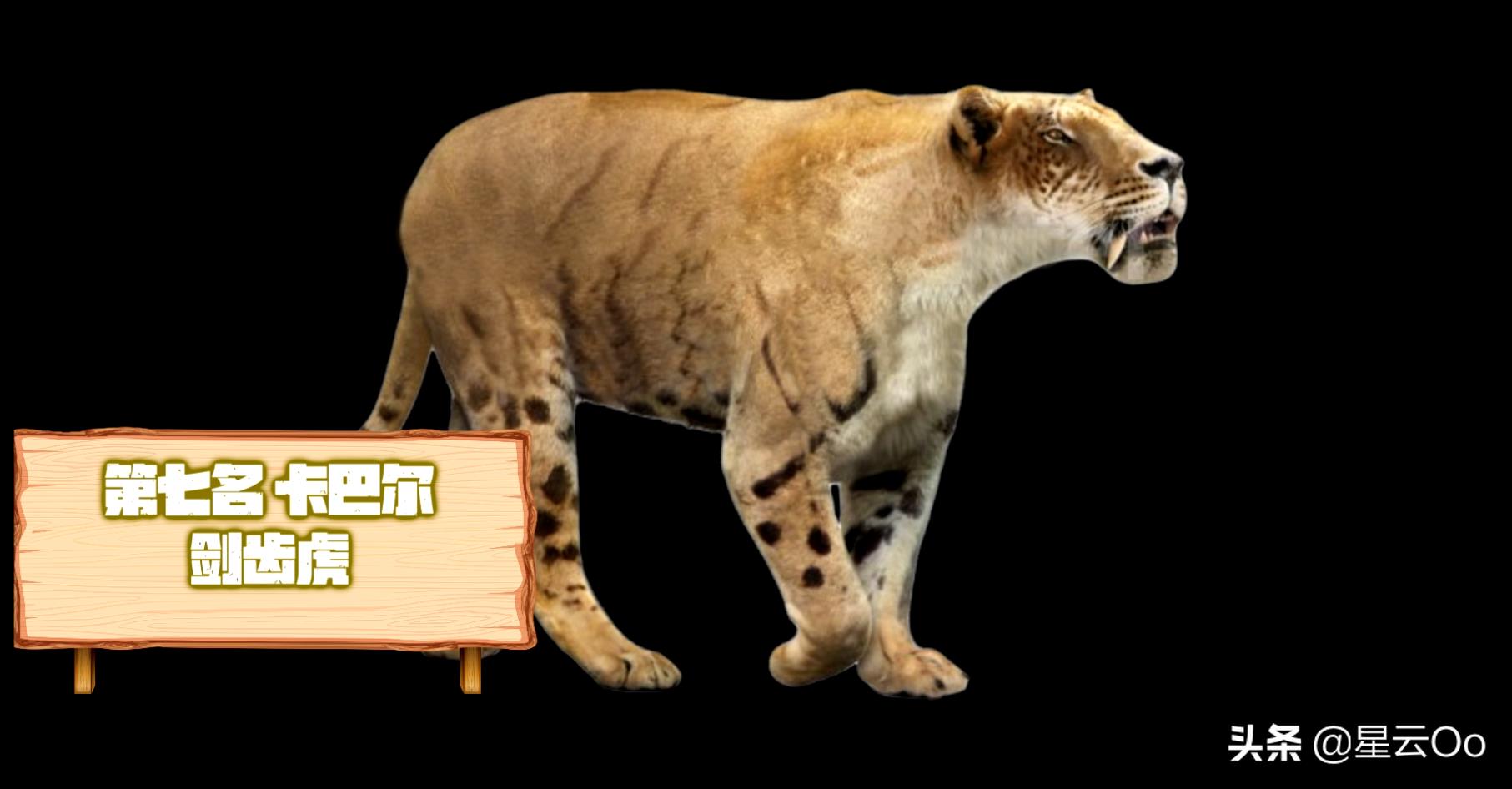 世界上最大的猫科动物(十大顶级猫科动物排行榜)插图4