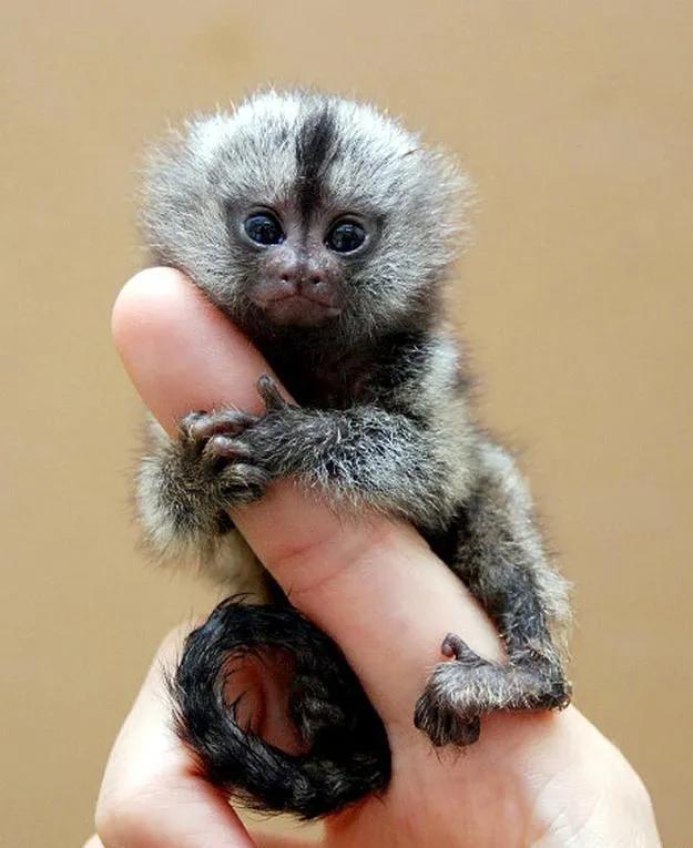 世界上最小的动物排名前十(10个世界上最小的动物)插图5