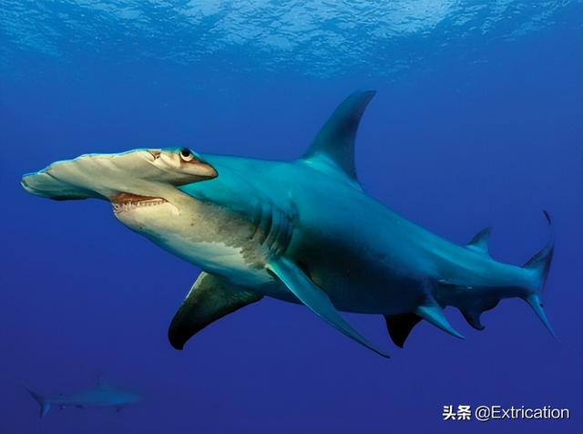 十大体积最大的鲨鱼(北京海洋馆最大鲨鱼)插图3