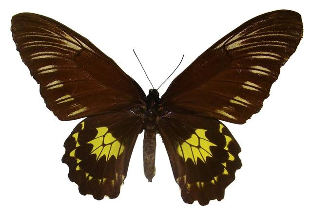 世界上最大的蝴蝶叫什么名字，十大毒蝴蝶(附2023年最新排行榜前十名单)
