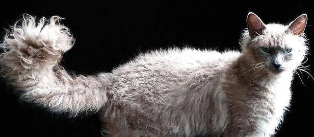 世界十大最贵的猫(名猫排行榜前十名)插图