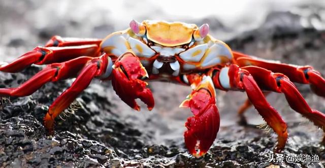 全球十大螃蟹品种(中国十大名螃蟹)插图