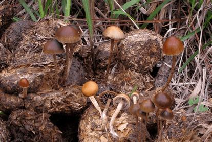 中国十大毒蘑菇(杨树底下的蘑菇图片)插图14