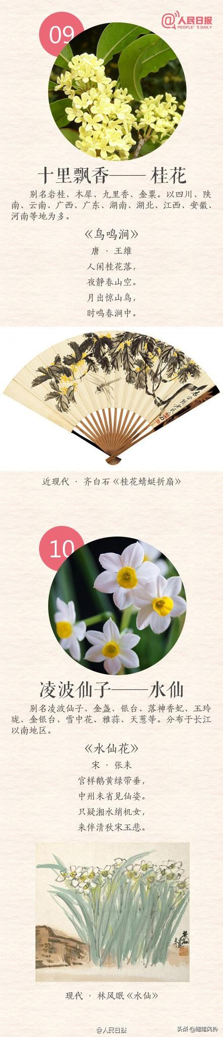 中国传统十大名花(花卉植物大全排名)插图8