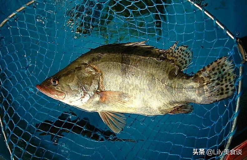 吃什么鱼最干净安全(中国最好吃的鱼排行榜)插图4