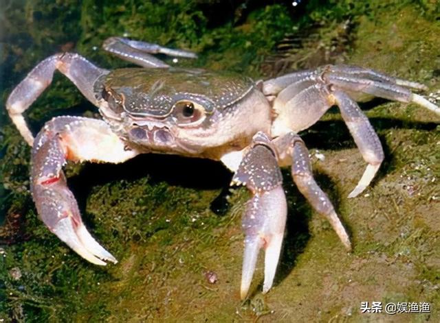 全球十大螃蟹品种(中国十大名螃蟹)插图11