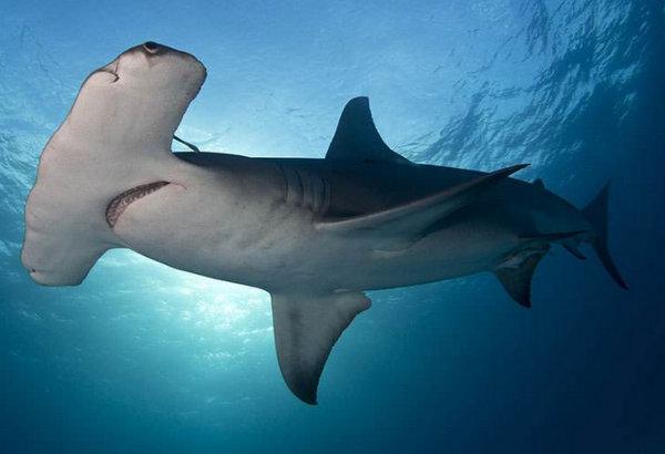 世界十大最大的鲨鱼(地球上10大最庞大的鲨鱼)插图6