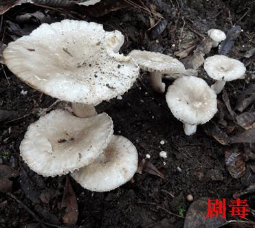 中国十大毒蘑菇(杨树底下的蘑菇图片)插图11