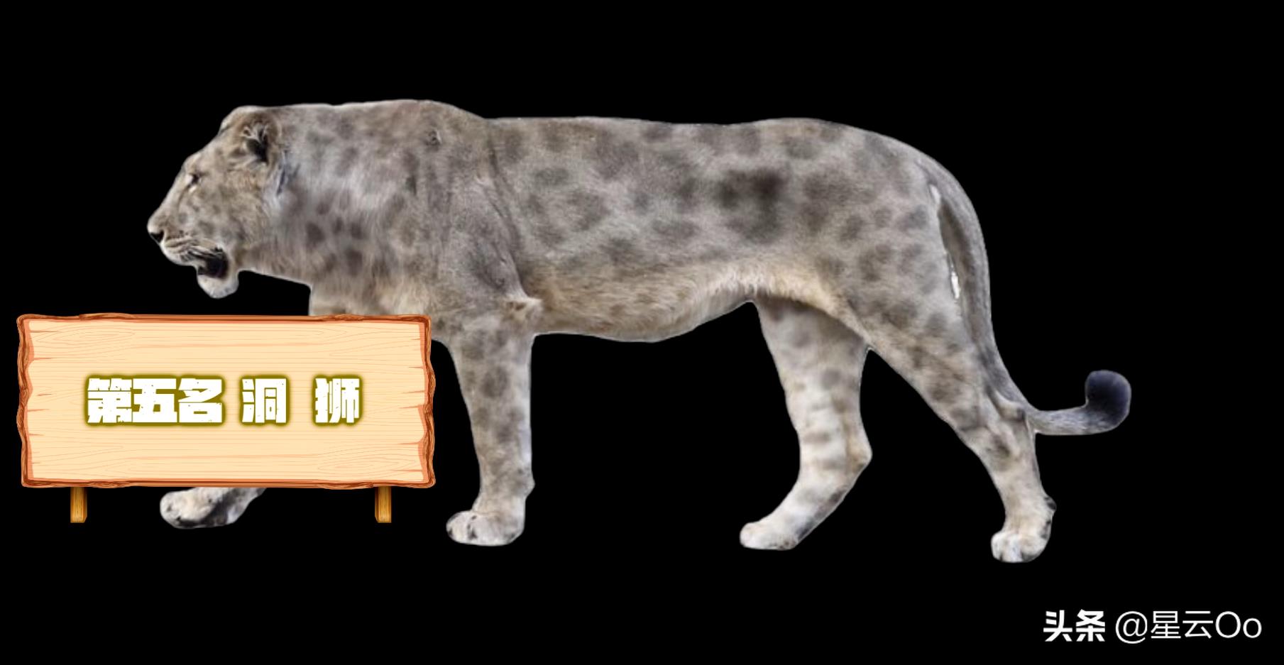 世界上最大的猫科动物(十大顶级猫科动物排行榜)插图6