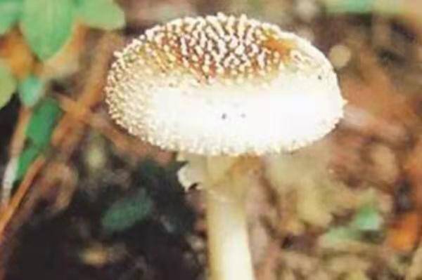 中国十大毒蘑菇(这第一种蘑菇致死率达95%)插图3