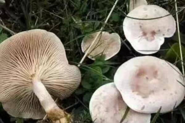 中国十大毒蘑菇(这第一种蘑菇致死率达95%)插图6