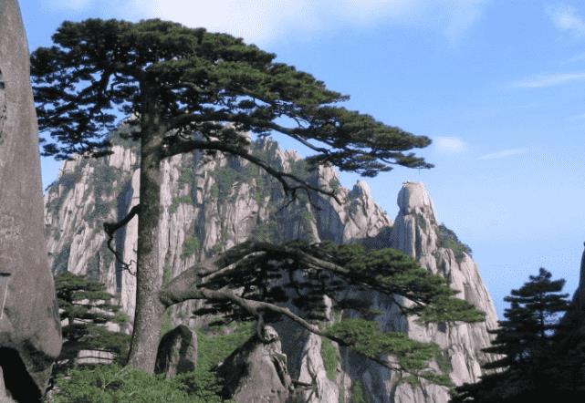 世界最漂亮的十大树(有的已经活了几百年)插图7