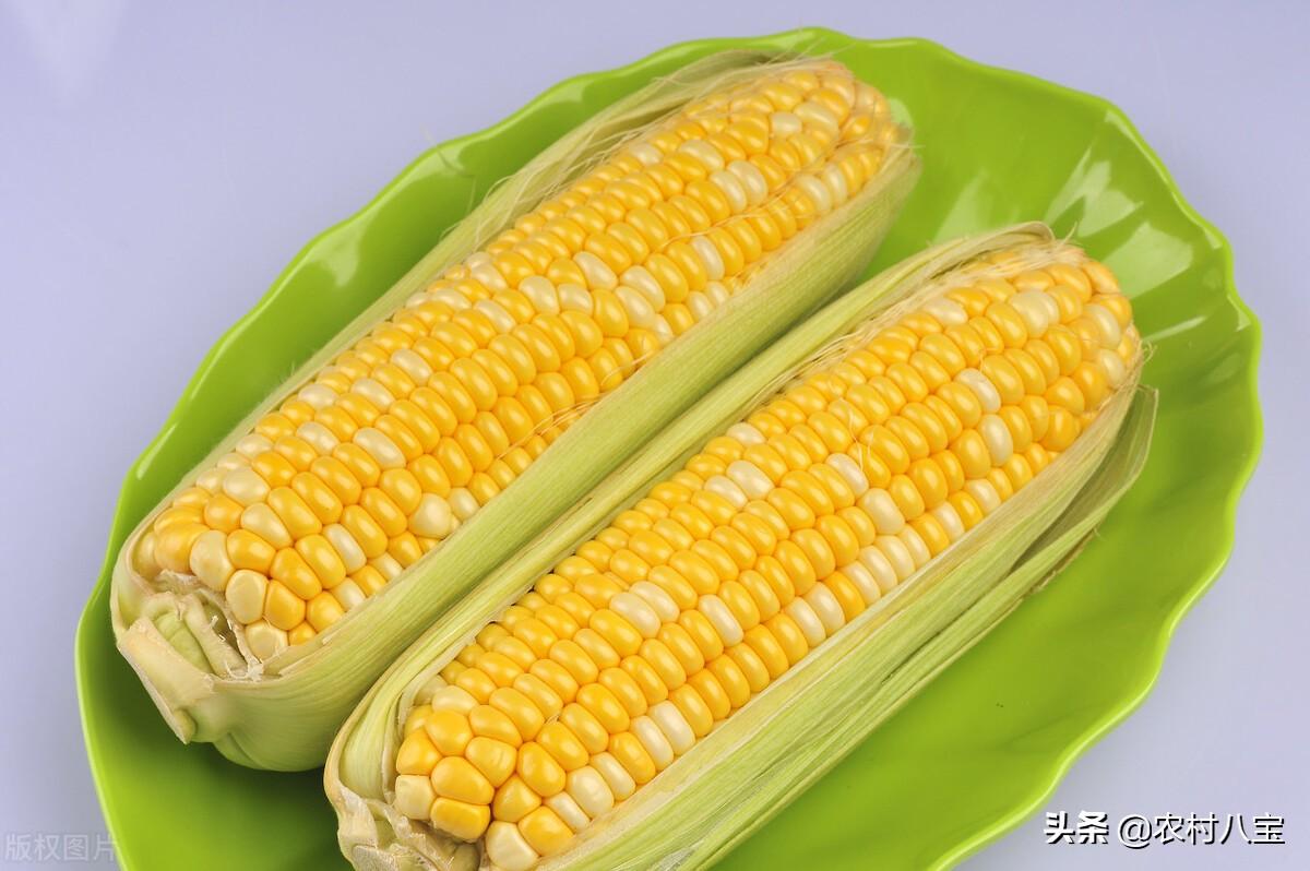 国审玉米品种十大名牌排行榜，玉米种子的十大品种(附2023年最新排行榜前十名单)