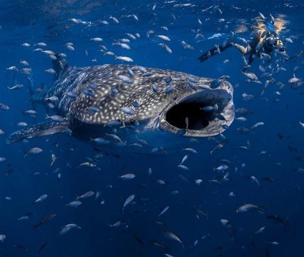 世界上最长的鱼(盘点世界上最长的10种鱼)插图