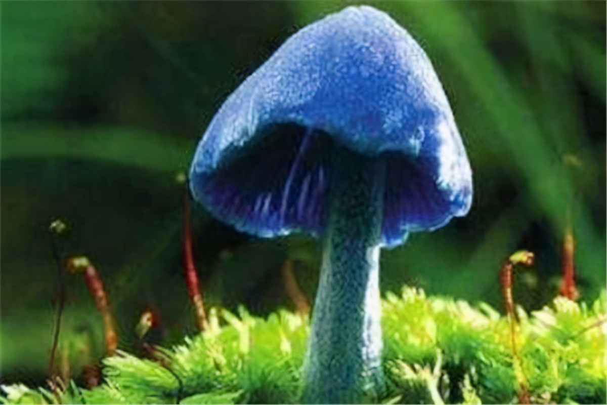 世界上最毒的蘑菇排名(最漂亮致命的十种可怕毒蘑菇)插图6