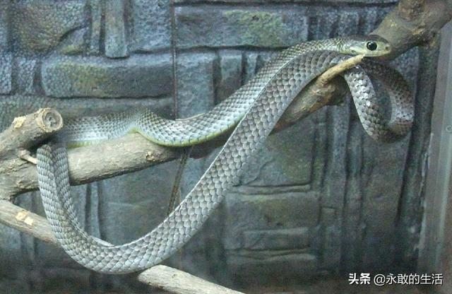 世界上有多少种毒蛇(中国毒蛇之王)插图17