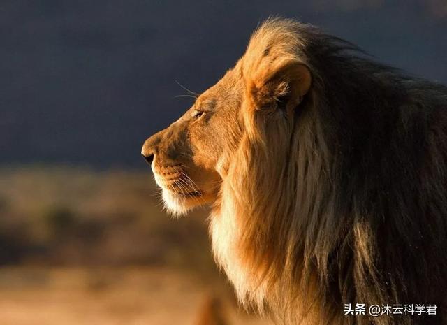 狮子为什么是最臭的动物，世界公认臭不可闻的3种动物(附2023年最新排行榜前十名单)