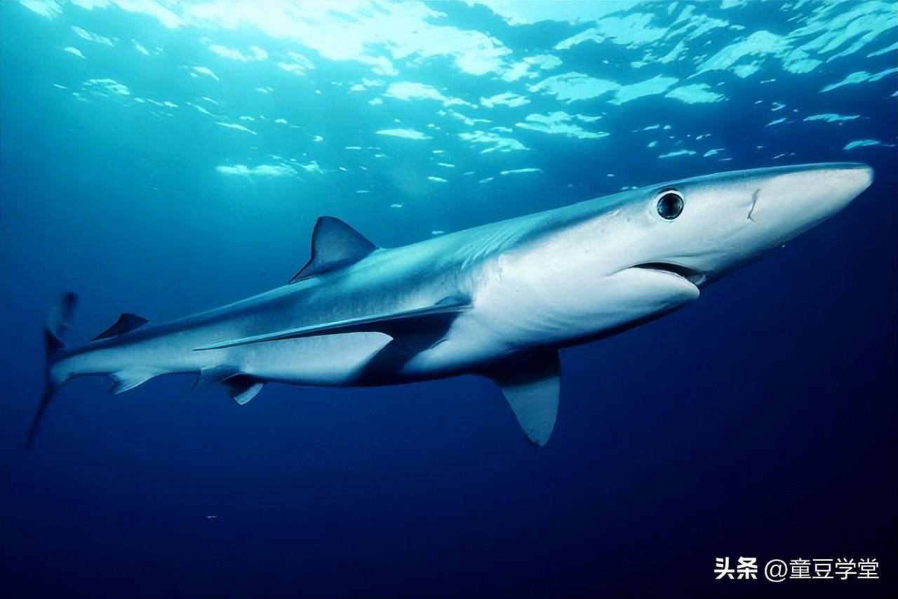 世界上最厉害的鲨鱼(地球上10大最厉害的鲨鱼你都认识吗)插图5