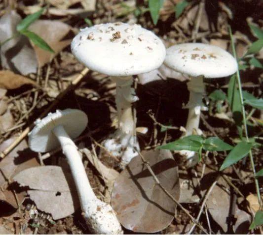 中国十大毒蘑菇(杨树底下的蘑菇图片)插图5