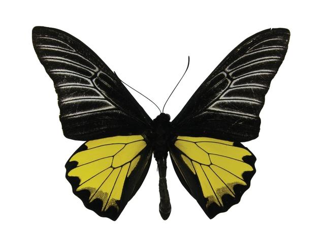 世界上最大的蝴蝶叫什么名字(十大毒蝴蝶)插图3