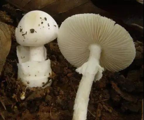 中国十大毒蘑菇(杨树底下的蘑菇图片)插图2