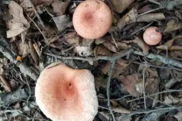 中国十大毒蘑菇(这第一种蘑菇致死率达95%)插图4