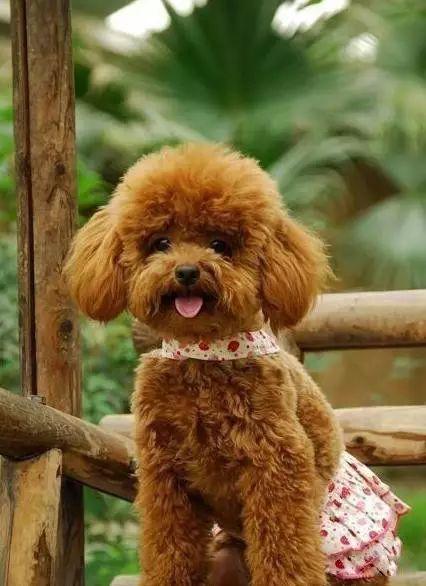 世界名犬品种大全(中国最常见的45种宠物名犬)插图44