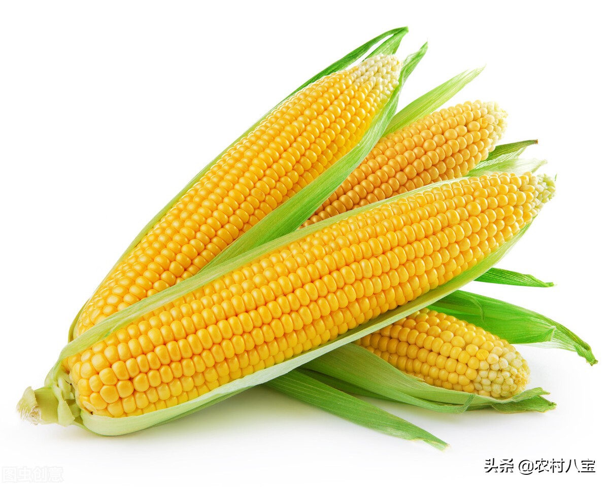 玉米种子排名前10，中国10个最好的高产玉米品种(附2023年最新排行榜前十名单)