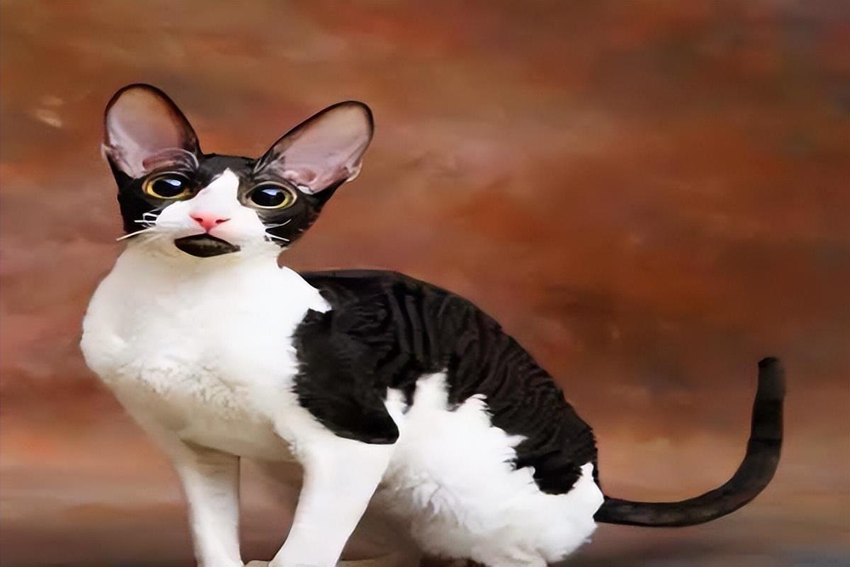 世界上最丑的猫(丑到没朋友的猫咪排行榜)插图7