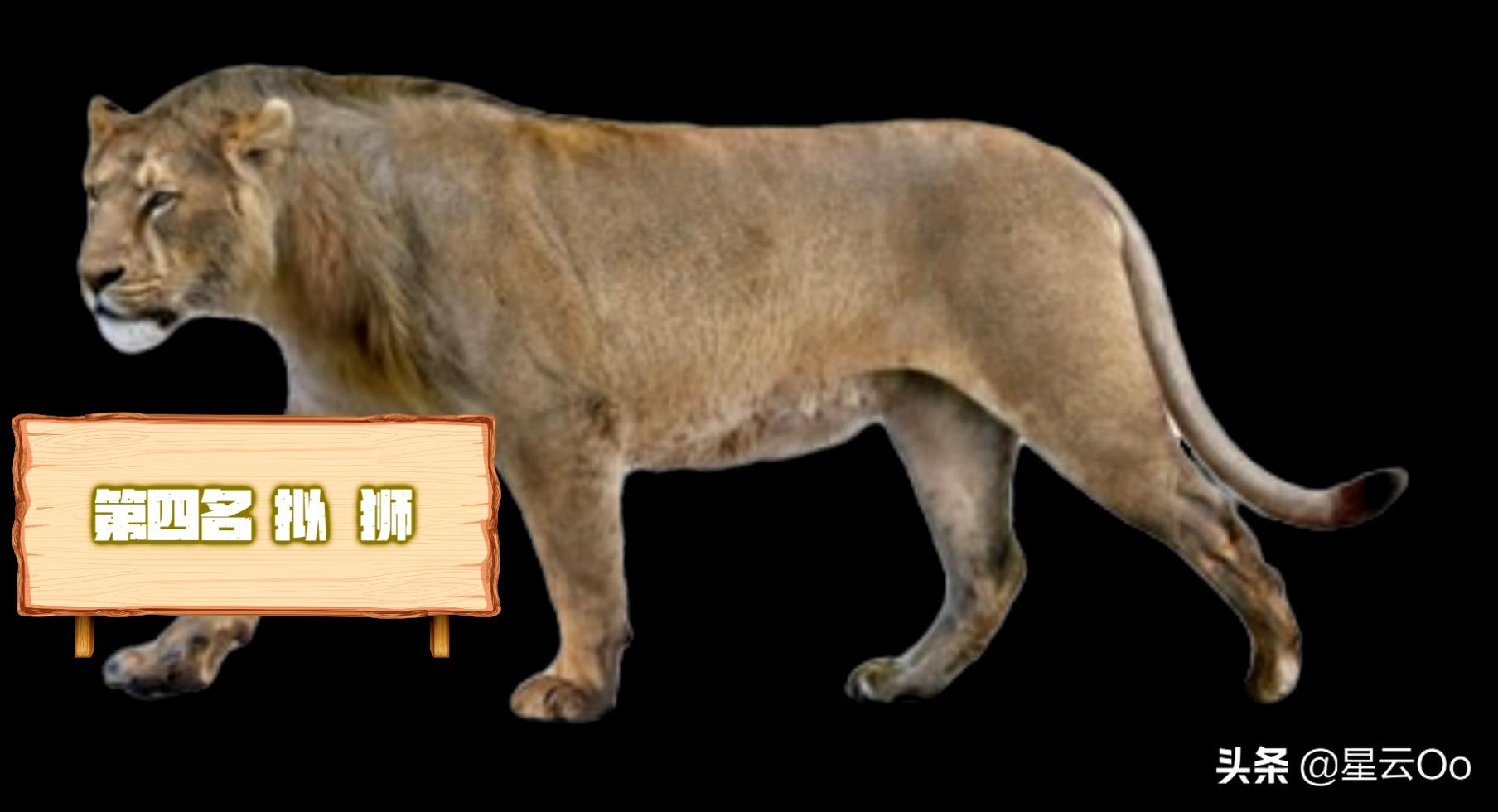 世界上最大的猫科动物(十大顶级猫科动物排行榜)插图7
