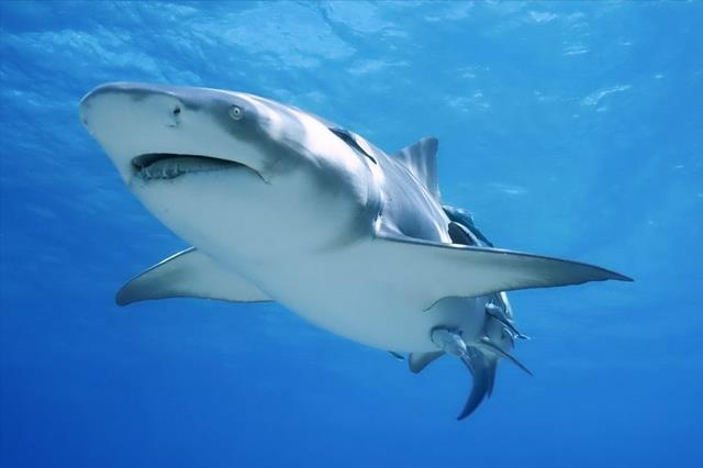 世界十大最危险的鲨鱼，九头鲨(附2023年最新排行榜前十名单)