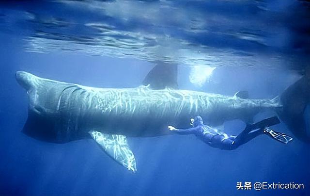 十大体积最大的鲨鱼(北京海洋馆最大鲨鱼)插图7