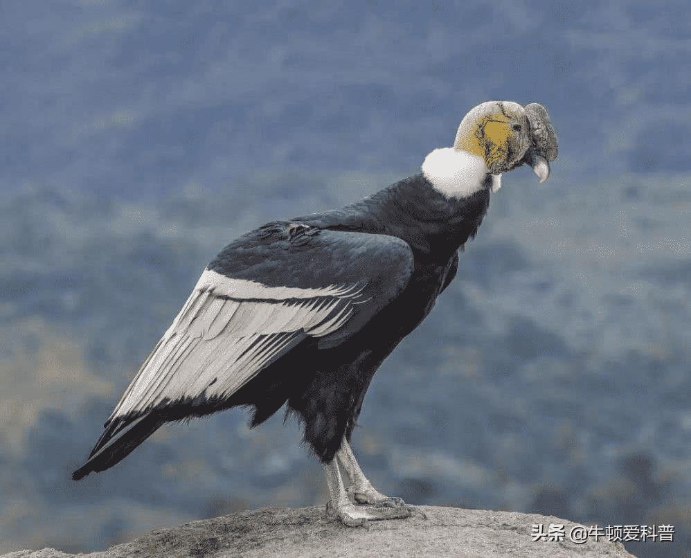 世界上最厉害的十大猛禽(战斗力极强的10种鸟)插图