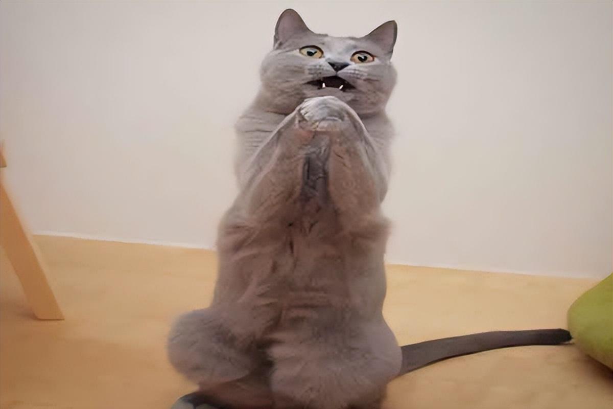 世界上最丑的猫(丑到没朋友的猫咪排行榜)插图9