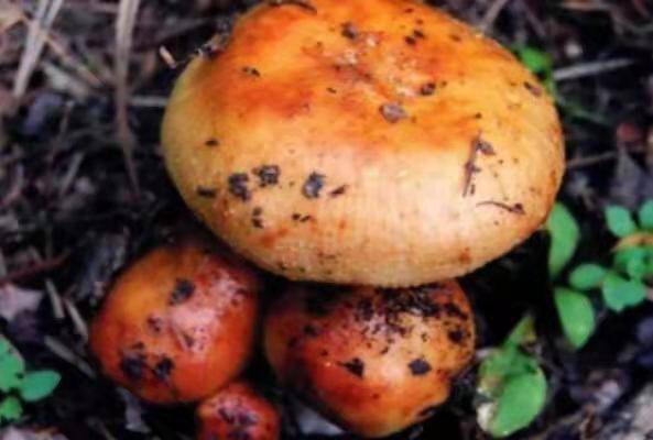中国十大毒蘑菇(这第一种蘑菇致死率达95%)插图8