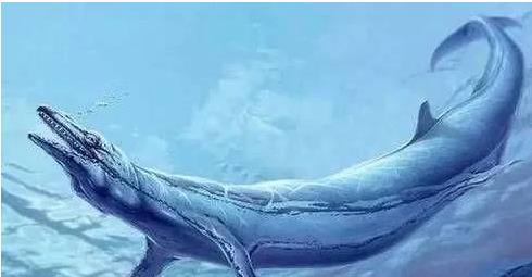 远古传说十大巨鲨排行(世界上十大巨鲨)插图4