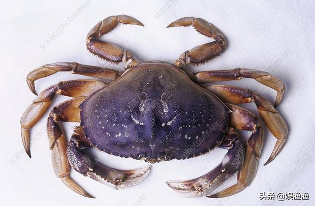 全球十大螃蟹品种(中国十大名螃蟹)插图5