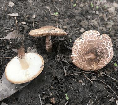 中国十大毒蘑菇(杨树底下的蘑菇图片)插图10